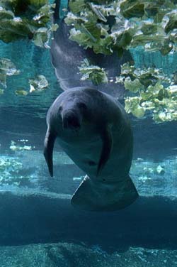 Manatee